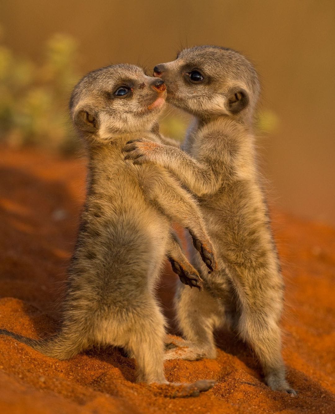 Namibia Travel Guide 2026: Budget Safaris, Desert Adventures & Culture
