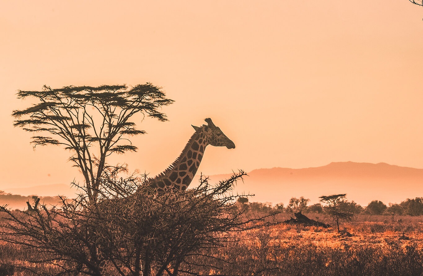 Embark on Unforgettable Kenyan Adventures with Kito Afrika