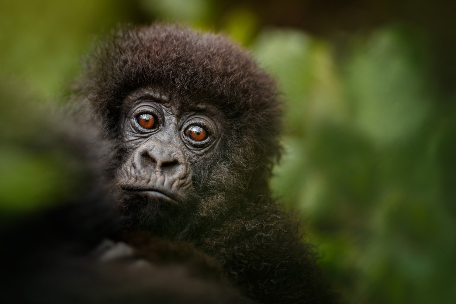 Budget Travel Uganda: The Ultimate Summer Adventure