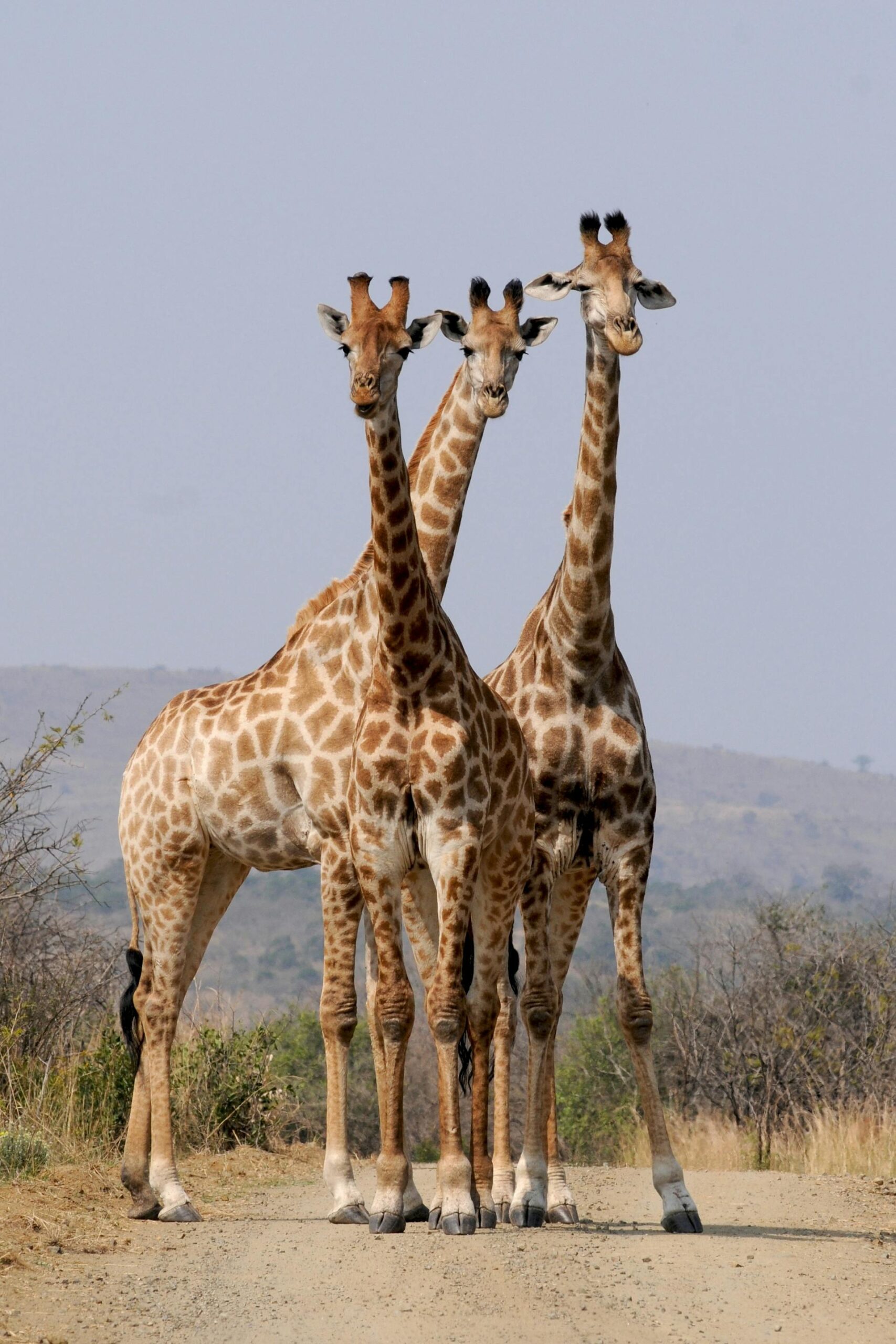 Budget Travel South Africa 2026 | Cheap Safaris, Summer Trips & Discount Adventures