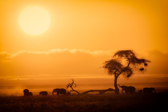 East Africa 2026: Unforgettable Summer Safari & Beach Trip