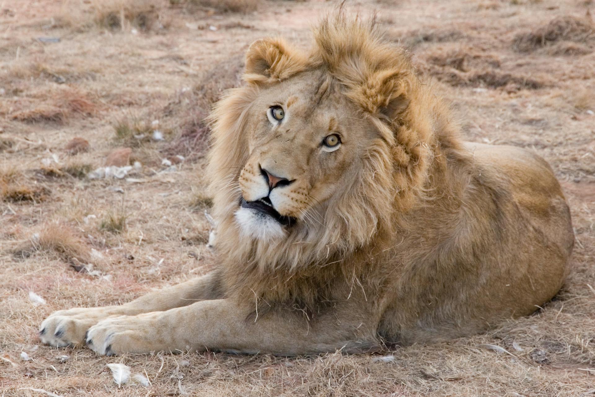 7 Safest Countries to Visit in Africa (2026 Guide for Solo & Young Travelers