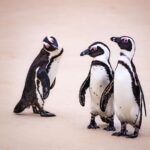 Explore South Africa