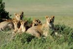A pride of lions