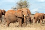 Discover Uganda - Image 3