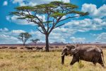 savannah elephant