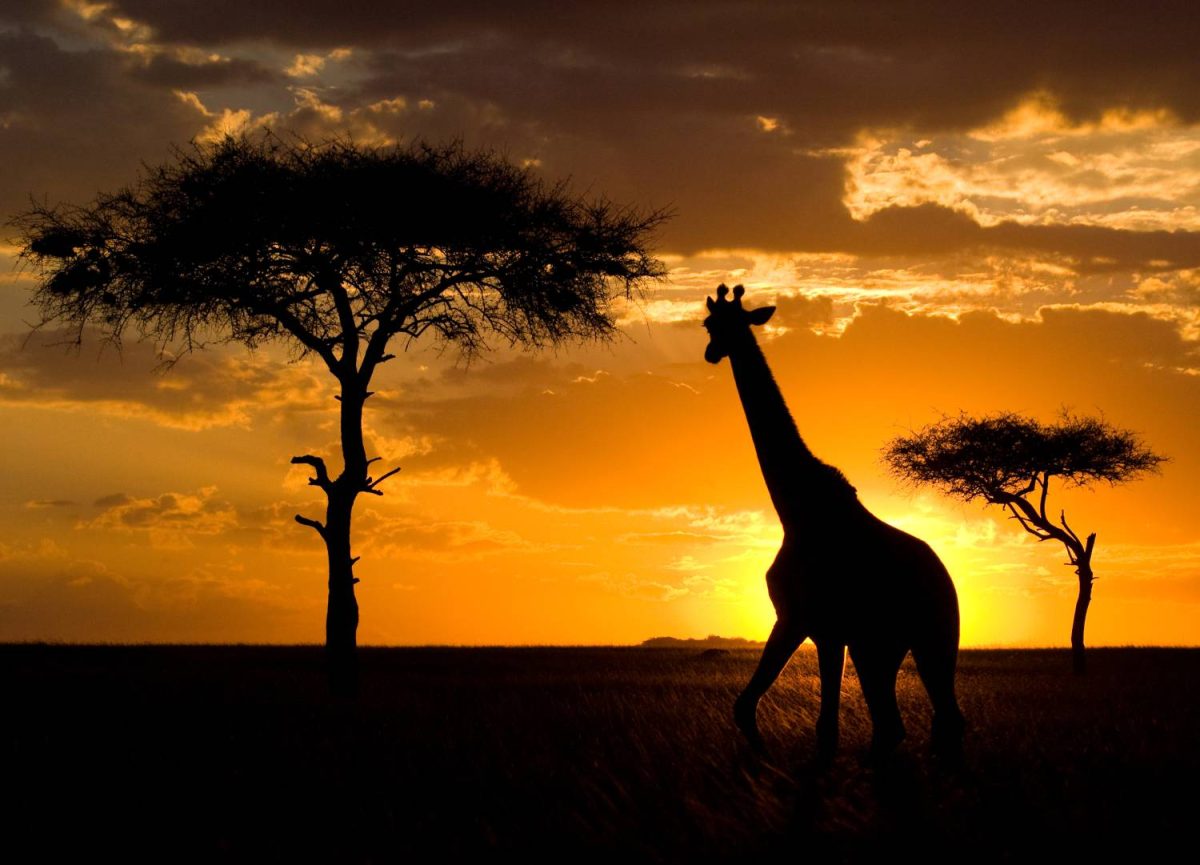 Kenya Experience - Image 4