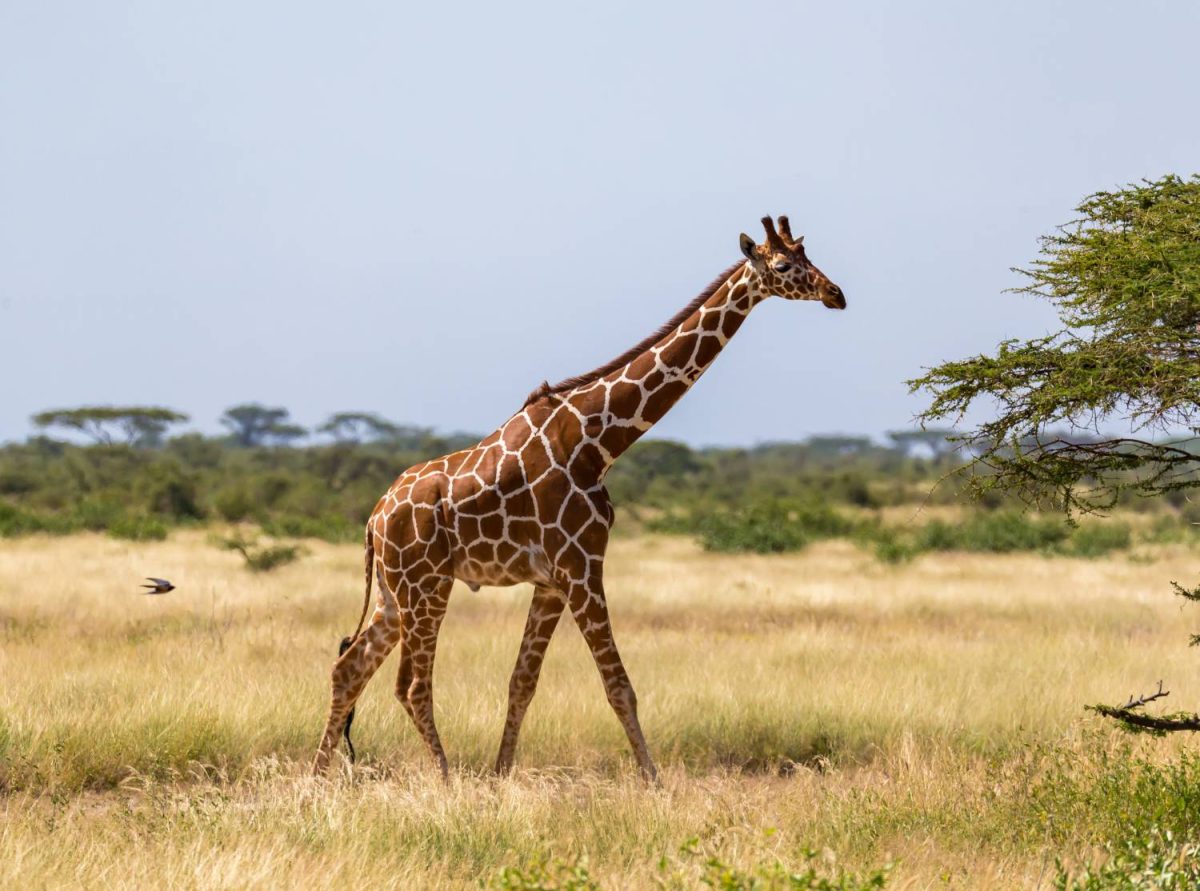 Summer Escape to East Africa - Image 7