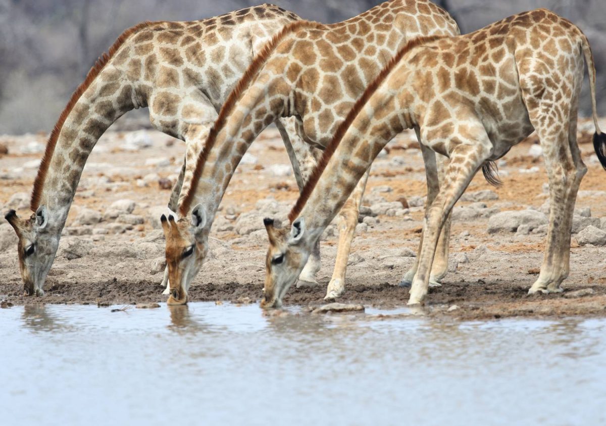 Passport to Namibia - Image 4