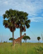 Discover Uganda - Image 2