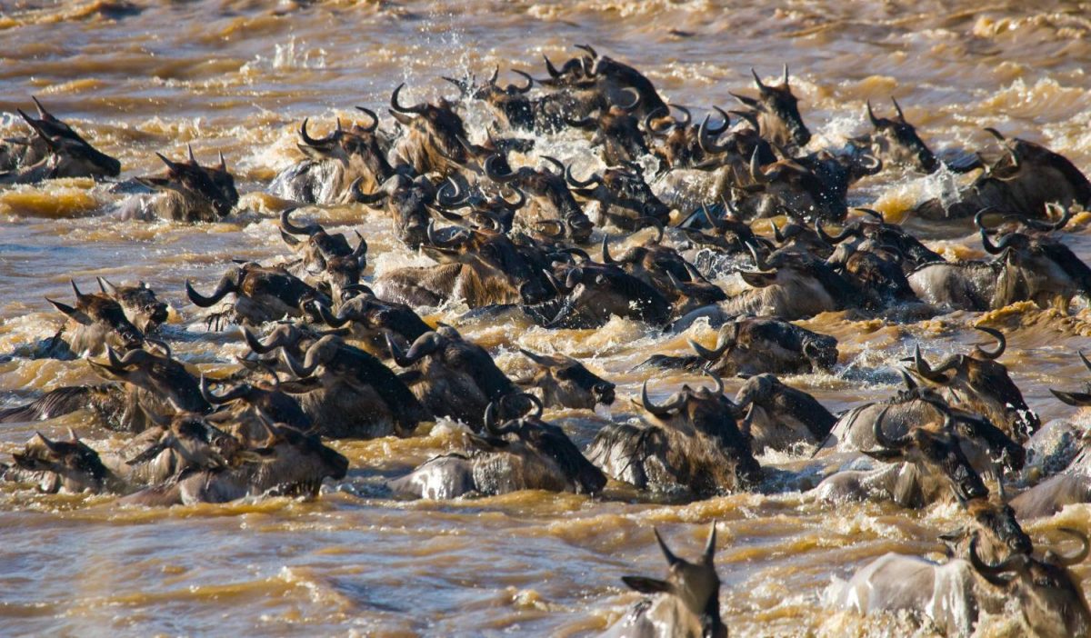 Passport to Namibia - Image 6