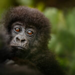 A gorgeous baby gorilla looking curiously from the lush green foliage of the rainforest, featured in a curated Uganda travel guide for young adventurers.
