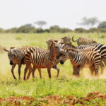 A group of zebras grazing in the wild African savannah, featured in a curated south africa travel guide for young travelers seeking epic safari experiences.