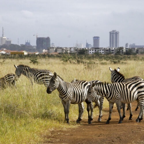 ​Zebras grazing in Nairobi National Park with the city skyline in the background, a unique view for travelers booking 4th of July weekend getaways from NYC.