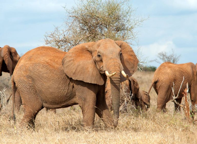 elephant-national-park-kenya-africa