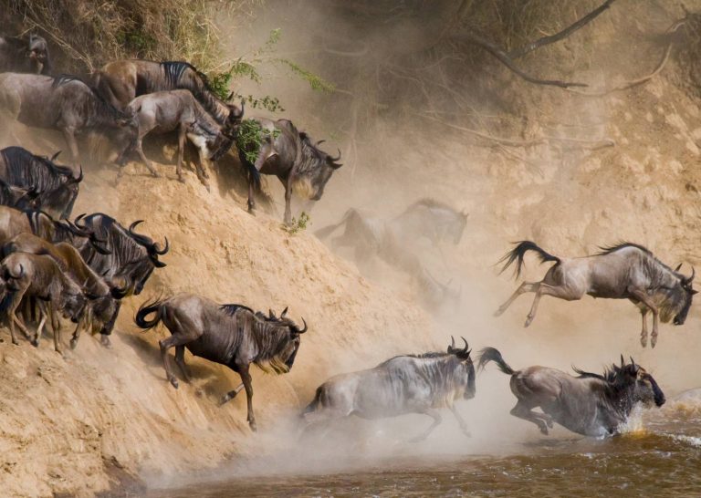 wildebeests-are-runing-mara-river
