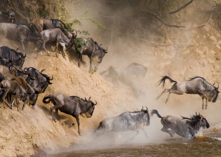 wildebeests-are-runing-mara-river wildebeests-are-runing-mara-river